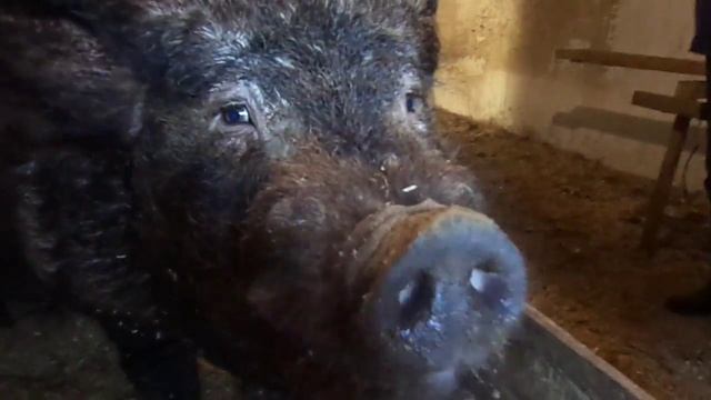 Въетнамские вислобрюхие поросята.Плюсы и минусы смотреть онлайн