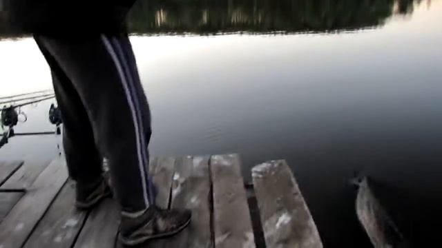Вываживание рыбы. Карпфишинг. Орловская область, Хотынецкий район, водоем Богородицкое.