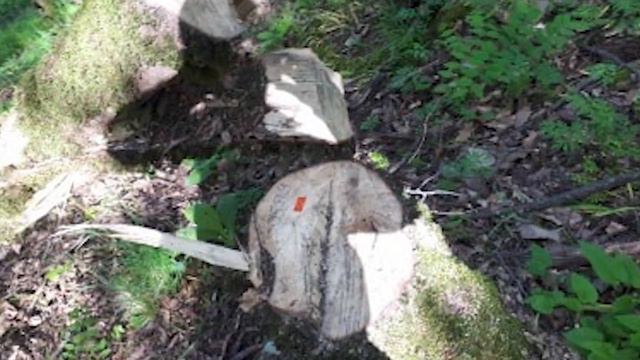 Ապօրինի հատել է 12 բոխի, 3 թխկի, 3 կաղնի և մեկ կեռասենի смотреть онлайн