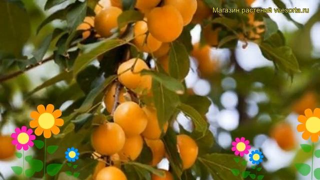 Алыча Подарок СПб. Краткий обзор, описание характеристик prunus cerasifera Podarok SPB смотреть онлайн