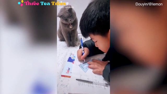 Cat Teacher Supervises Homework смотреть онлайн