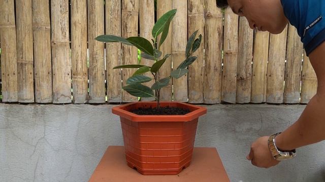 Tips To Grow Jackfruit From Seeds Quickly Harvest - With 100% Success смотреть онлайн
