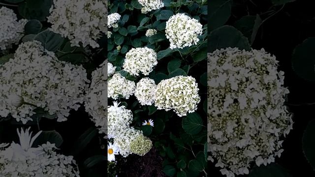 Как вырастить древовидную гортензию и чем подкислить почву смотреть онлайн