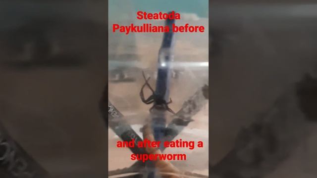 Steatoda Paykulliana eating a superworm смотреть онлайн