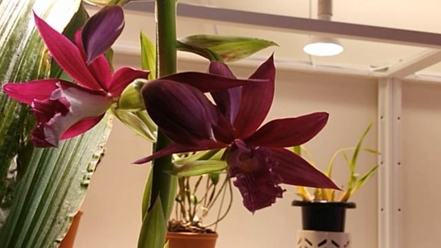 Орхидея Каланта х Фаюс Phaiocalanthe Kryptonite