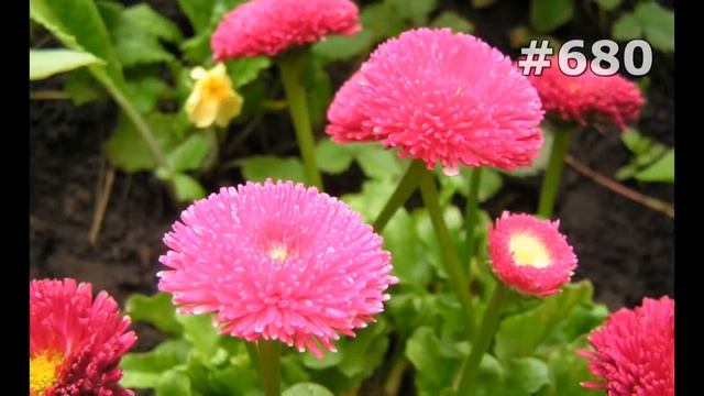 #680. Маргаритки - самые красивые цветы смотреть онлайн