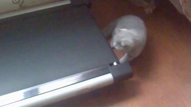 Шотландская кошка на беговой дорожке смотреть онлайн