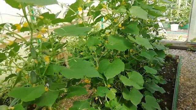 Огурцы Баде и Колибри. Жара(( смотреть онлайн