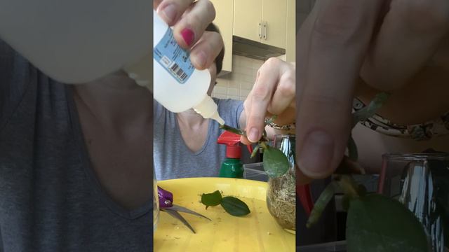 Детки Орхидеи во мхе смотреть онлайн