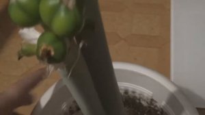 Формирование семян Амариллиса