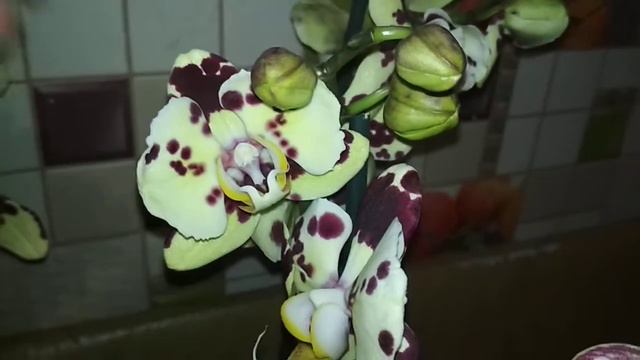 Фантастическая Орхидея Бабочка - без имени! смотреть онлайн