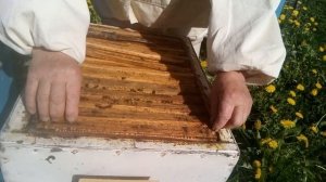 Пасека Лаврова. Контролируем выход маточки и расширяем отводок вощиной.