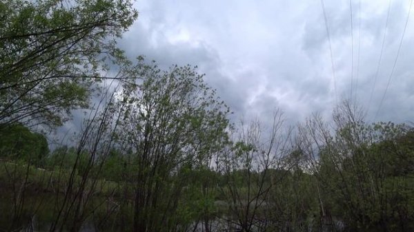 Журавль в небе