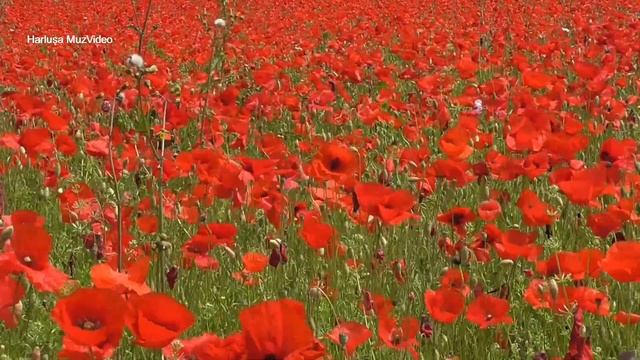 КАК ПРЕКРАСЕН ЭТОТ МИР - Завораживающий пейзаж цветущих маков и чудесная музыка Арсения Якшиянца смотреть онлайн
