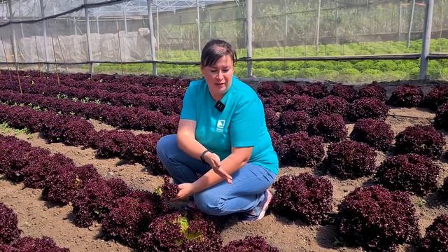 Лучший сорт листового салата. Как выращивать листовой салат на протяжении всего лета. смотреть онлайн