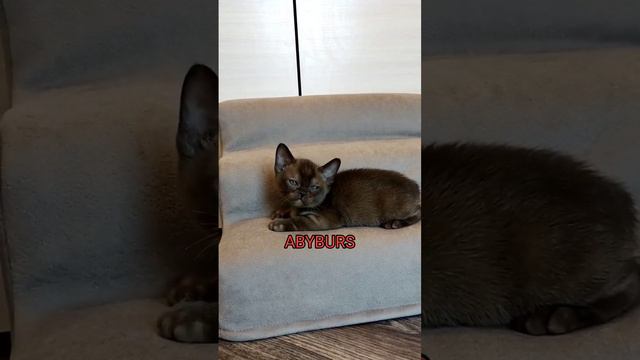 Бурманский котик 1,5 мес#видео #коты #сегодня #котенок #дети #купить #дом #питомникABYBURS#продаетс смотреть онлайн