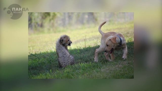 Вот зачем в клетки с гепардами бросают щенков собак! смотреть онлайн