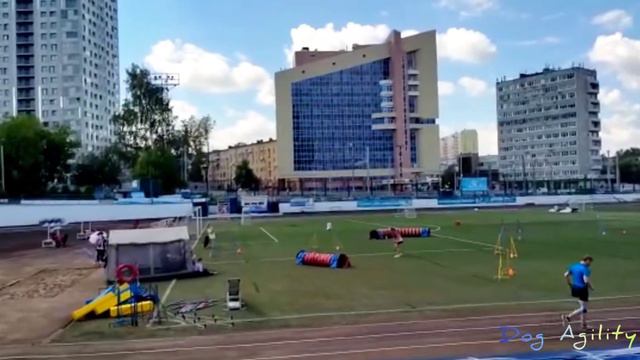 Аджилити | Соревнования по аджилити | Трасса Д0 смотреть онлайн