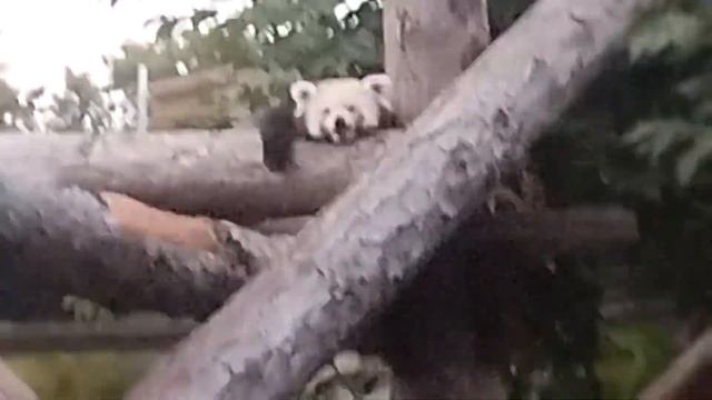 Рыжая панда смотреть онлайн