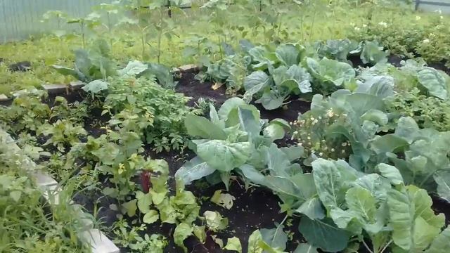 Как растут мои подсолнухи. 16 июля 2017г. смотреть онлайн