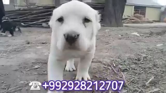 ЩЕНКИ АЛАБАЯ С.А.О central asian shepherd порода алабай смотреть онлайн