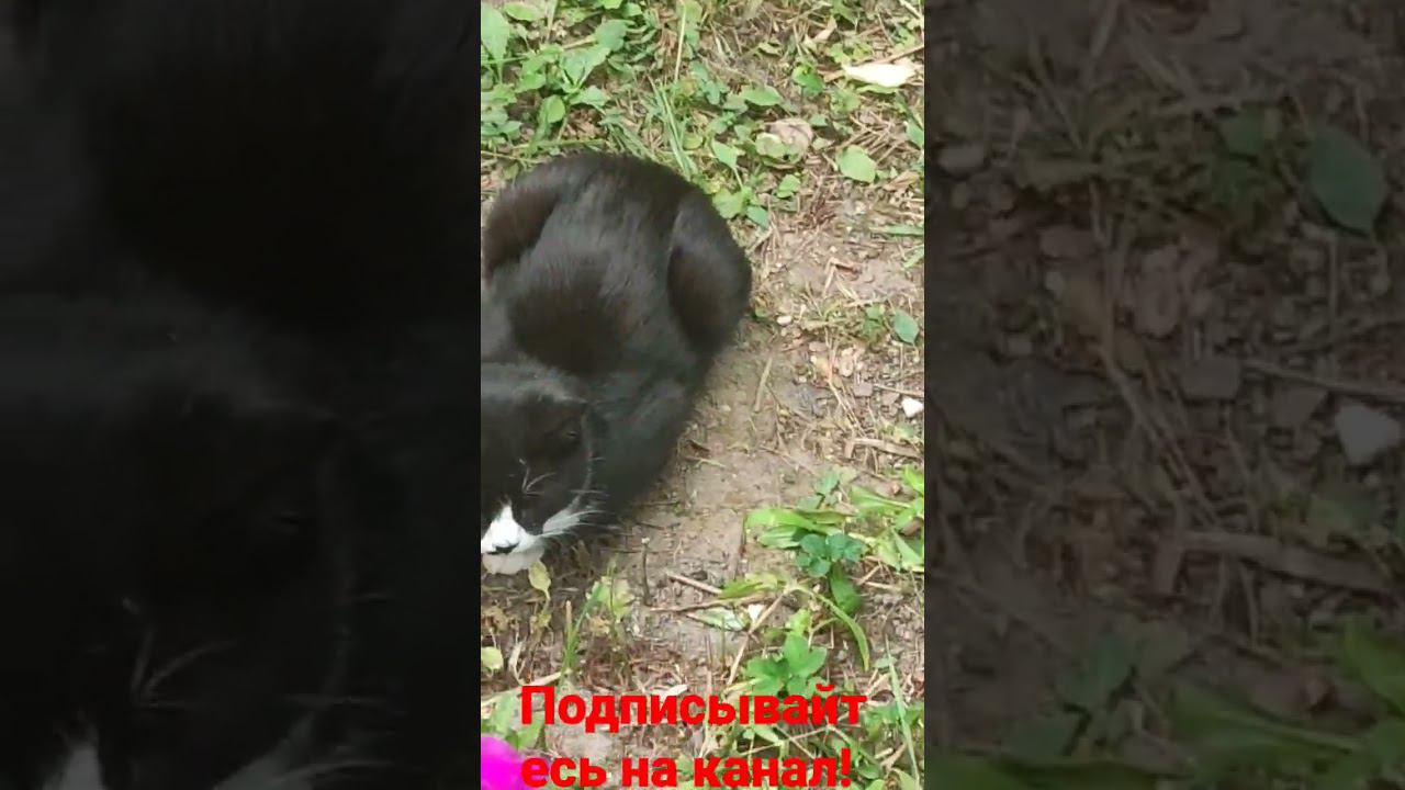 Друг Барсика! смотреть онлайн