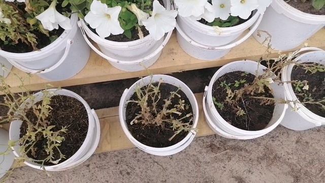 Ура. У нас хорошая новость.. смотреть онлайн