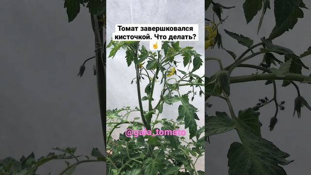 Томат завершковался кисточкой. Что делать?☝️ https://vk.com/gala_tomato смотреть онлайн