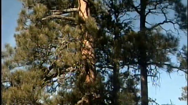 Oldest tree in the Black Hills of South Dakota смотреть онлайн