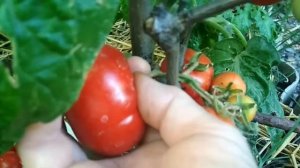 Томат Непас 11 , первый урожай #томаты