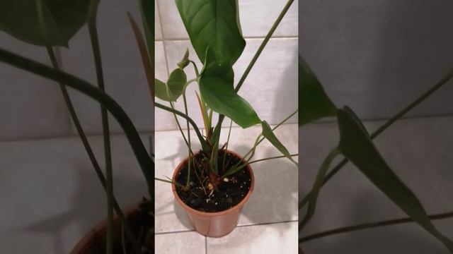 Антуриум уценка. Часть 1. смотреть онлайн