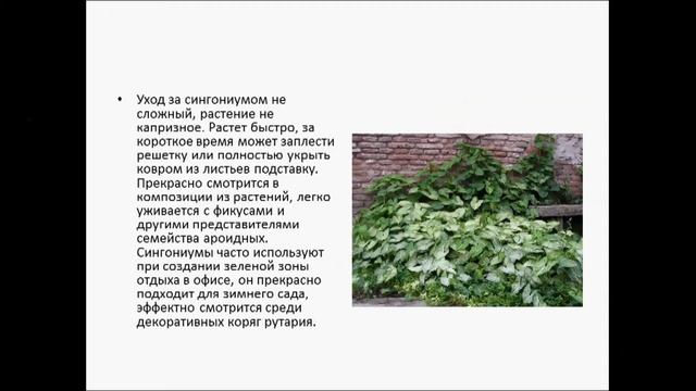 сингониум смотреть онлайн