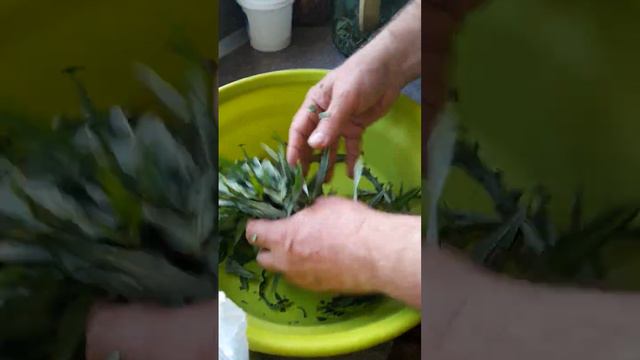 Как сделать Иван - чай.Ферментированный чай из кипрей травы. 1 часть. Смотрите продолжение. смотреть онлайн