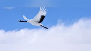 Журавли. Марк Бернес.