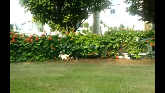 The dogs' reward: play at Robertson Quay смотреть онлайн