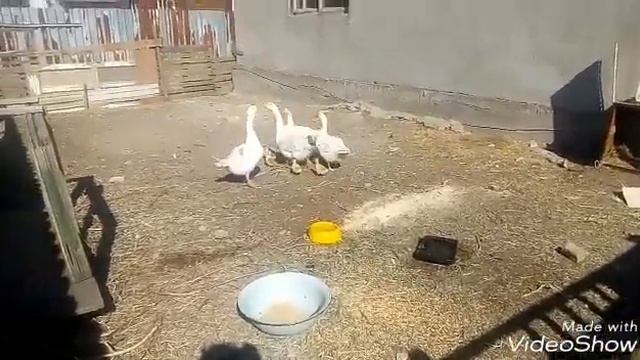 Гусиная семья на прогулке! смотреть онлайн