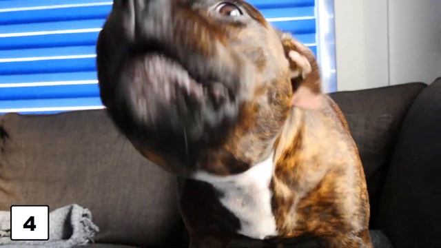 ? Angry Dogs Barking - Sound Effect