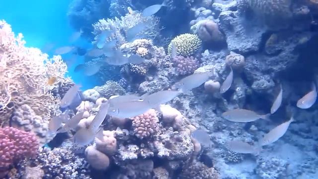 Подводный мир Шарм Эль Шейх, Египет ? Красное море ? Red Sea ? Sharm El Sheikh ? Naama Bay смотреть онлайн