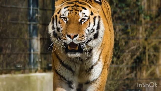 Устрашающий взгляд тигра!Очаровывать, властвовать, подчинять можно при помощи одного лишь взгляда! смотреть онлайн