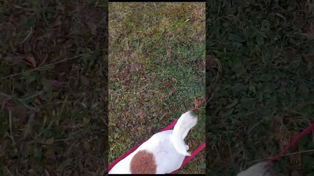 Габриэлла или просто Габби. Gabriela or just Gabby. смотреть онлайн