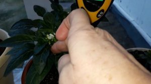 Чем буду раскислять почву под рассадой! Часть2!