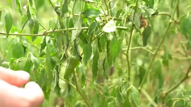 【美食合集】8斤豬肉，二弟做“紅燒肉”，肥而不膩一口一塊滿嘴爆汁！#Mukbang【鐵鍋視頻】 смотреть онлайн