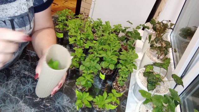🌺Упаковка посылки с черенками петуньи для отправки по почте.🌺 смотреть онлайн