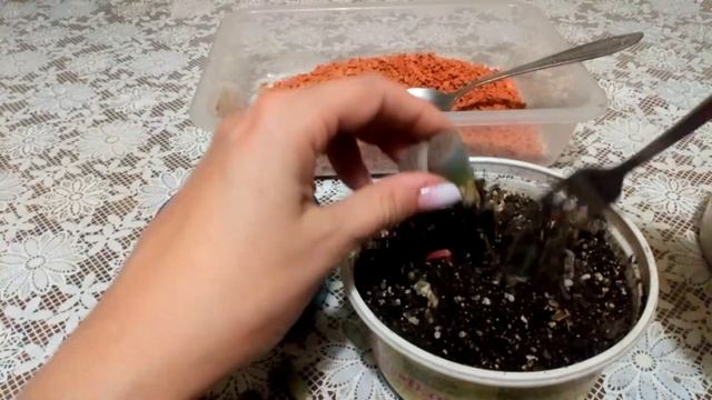 Литопсы. Живые камни. Пересадка в серамис. смотреть онлайн