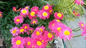 ПИРЕТРУМ - ЯРКИЙ АКЦЕНТ САДА