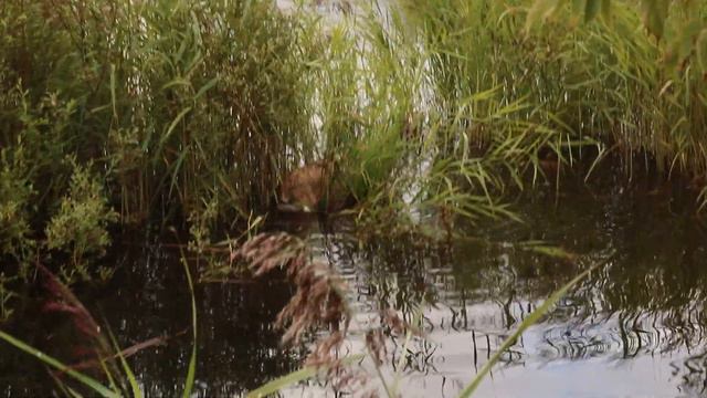 Испытания по водоплавающей в МО, работа. смотреть онлайн