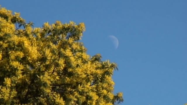 NATURE Mimosas en flor ÁRBOL acacia dealbata смотреть онлайн