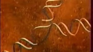 Строение ядра клетки