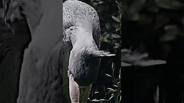 Shoebill ?⚔️?☠️ #animals #trending #viral #wildlife #shoebill #birdsofprey #bird #shorts #short смотреть онлайн