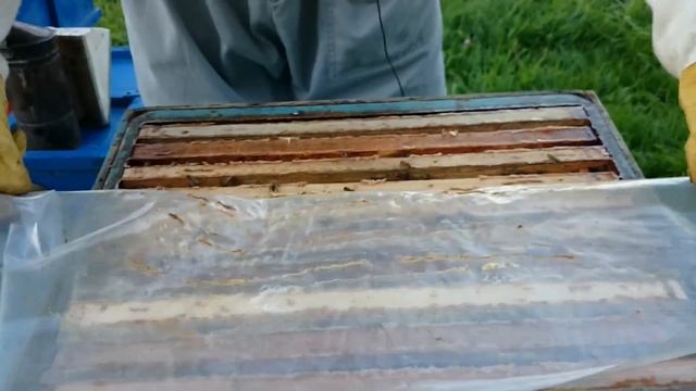 сколько товарного мёда дали июньские отводки на неплодную матку смотреть онлайн